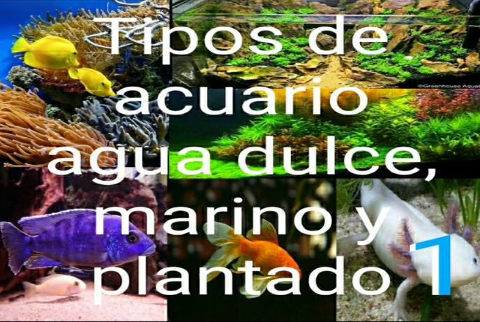 tipos de acuario 1.1