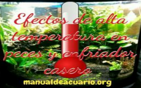 Efectos de altas temperatura en peces y enfriador casero