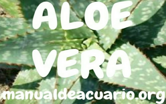 Aloe vera para acuarios