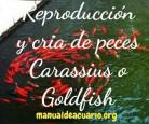Reproducción de peces Carassius o Goldfish