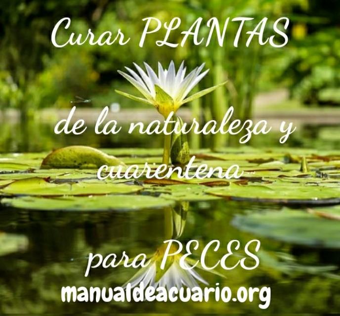 Curar troncos y plantas de la naturaleza, cuarentena para peces