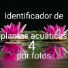 Identificador de imágenes plantas por fotos 4