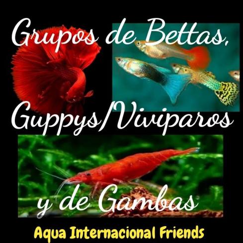 Grupos Whatsapp de Bettas Guppys y Gambas de AQUA INTERNACIONAL FRIENDS