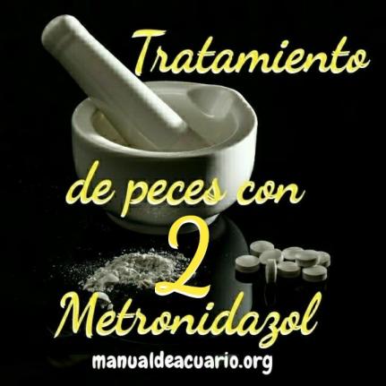 Tratamiento para curar peces con Metronidazol 2 parte